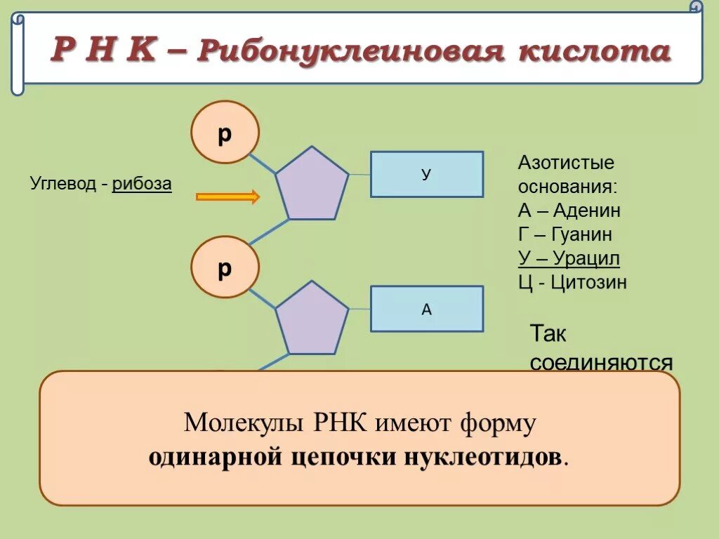 Строение молекулы РНК азотистые основания. Рибонуклеиновая кислота азотистые основания. Строение молекулы РНК азотистые основания углевод. Азотистые основания молекулы ДНК.