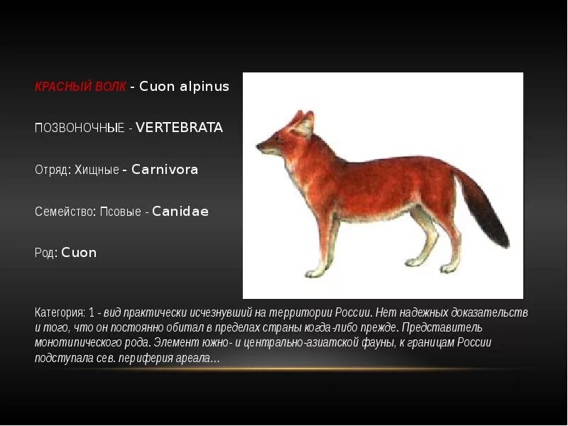 Красный волк псовые. Красный волк семейство вид род семейство. Красный волк красная книга. Животные из красной книги красный волк.