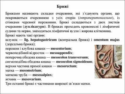 Брюшина латынь