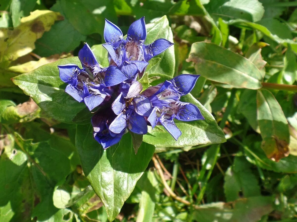 Горечавковые. Горечавка крупнолистная. Gentiana fischeri горечавка Фишера. Горечавка крестовидная. Горечавка корона.