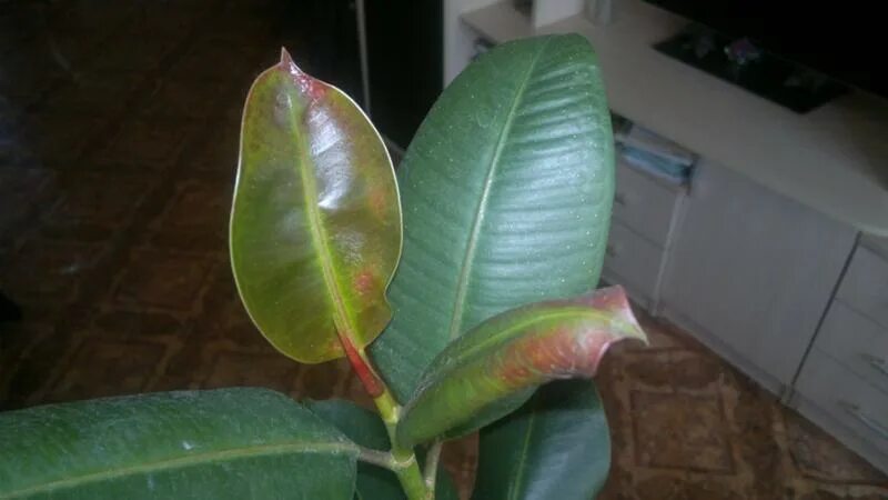 Фикус каучуконосный скручиваются листья. У фикуса закручиваются листья. Фикус бенджамина листья скручиваются. Фикус каучуконосный закручиваются листья. У фикуса закручиваются листья.