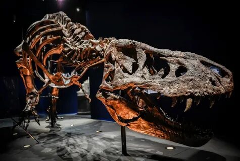 world's largest t rex skeleton.