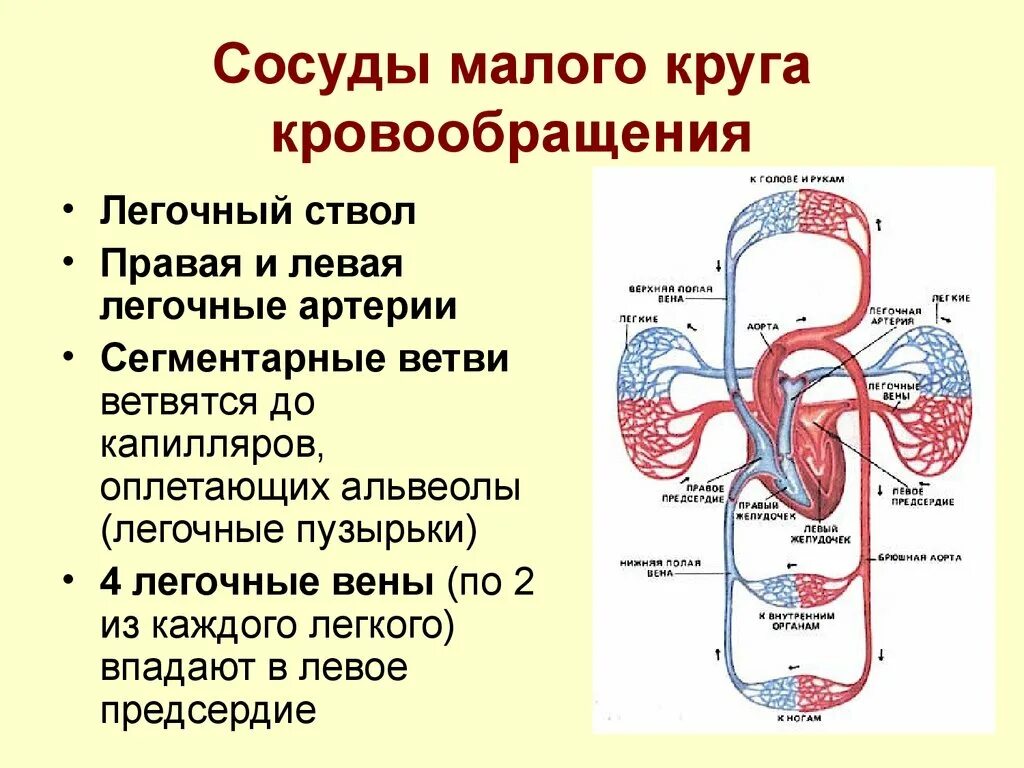 Круги кровообращения по порядку. МКК малый круг кровообращения. Логическая схема сосуды малого круга кровообращения. Сосуды входящие в большой круг кровообращения:. Перечислить основные артерии малого круга кровообращения.