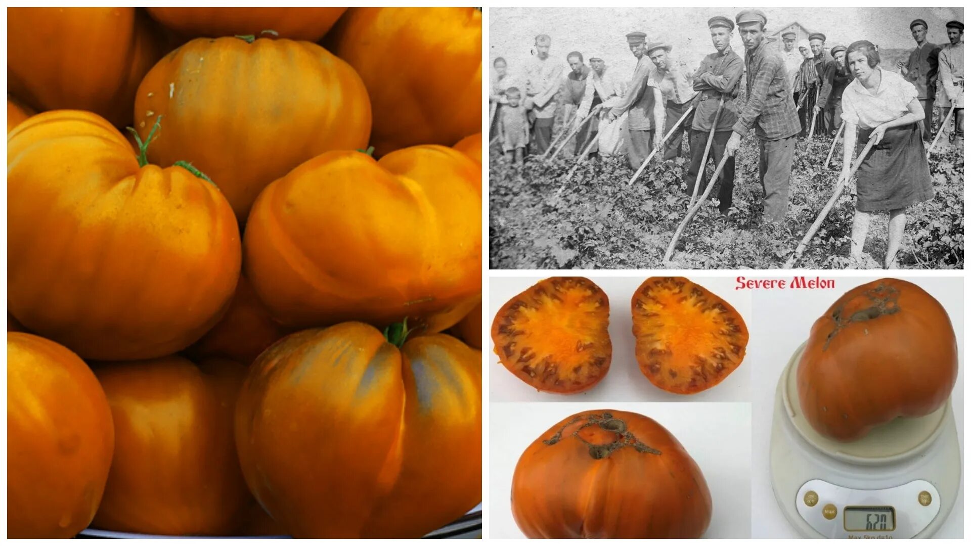 томат староверов. томат староверов. томат гном десперадо. суровая дыня поволжья томат описание. томат улуру охра.