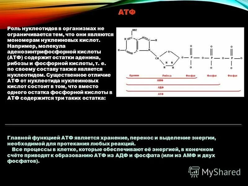 Состав и строение нуклеиновых кислот. Состав нуклеотида атф. Структура нуклеиновых кислот формула. Остаток фосфорной кислоты рнк формула. Строение нуклеиновых кислот.