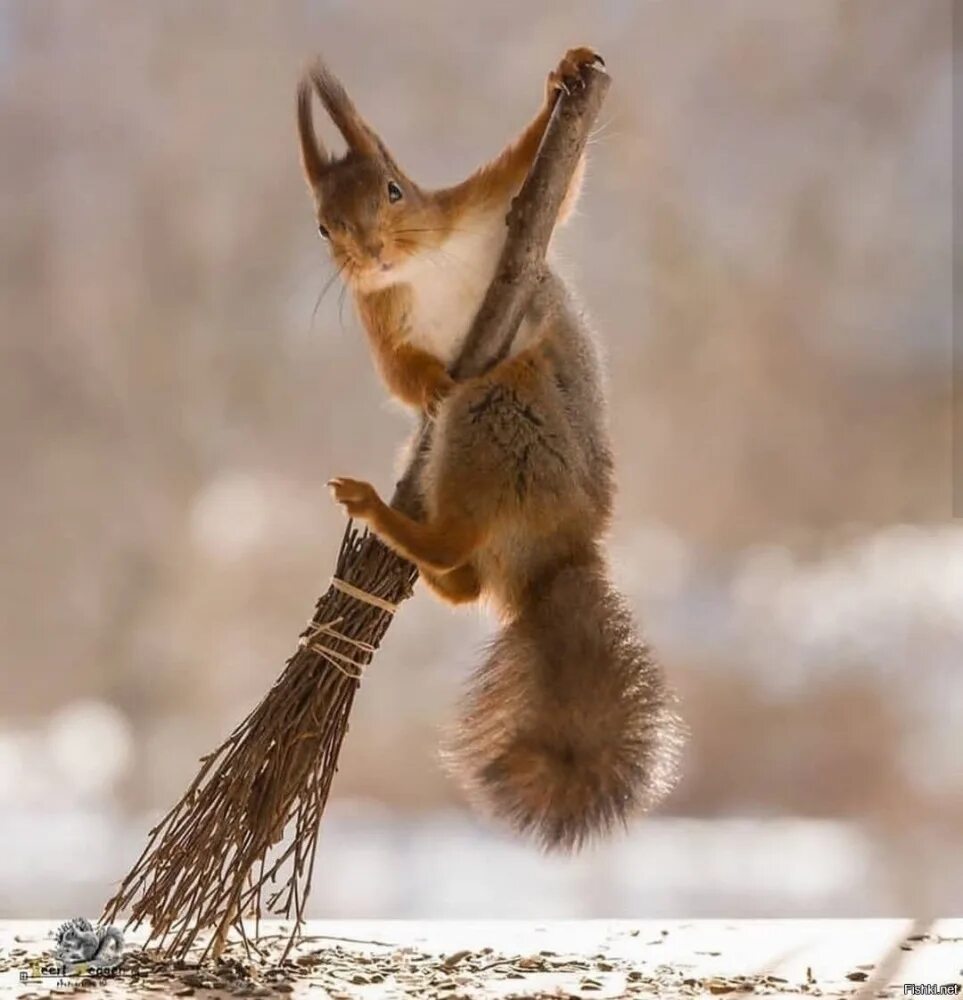 Довольная белка. Белки приколы. Забавные белки. Забавные белки. Хитрая белка.