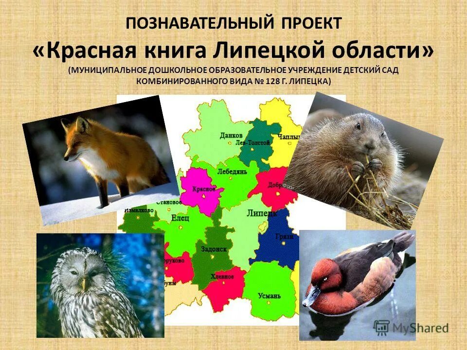 растения и животные занесенные в красную книгу липецкой. каменная куница красная книга калужской области. красная книга липецка животные. животные липецкой области список. красная книга липецка животные.