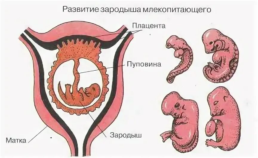 Развитие детеныша в матке у млекопитающих. Внутриутробное развитие плода млекопитающих. Плацента млекопитающих схема. Эмбрион млекопитающего в матке.