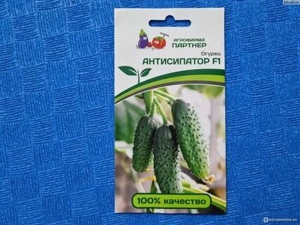 Огурцы фирмы партнер