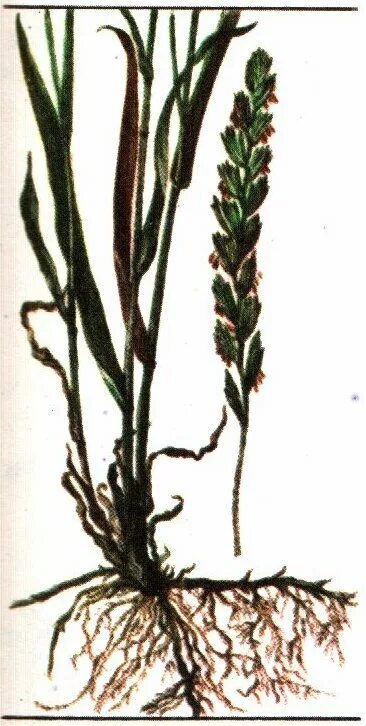 Серая крыса зубр уссурийский тигр пырей ползучий. Серая крыса зубр уссурийский тигр пырей ползучий. Манник растение ботаническая иллюстрация. Серая крыса зубр уссурийский тигр пырей ползучий. Пырей бескорневищный.