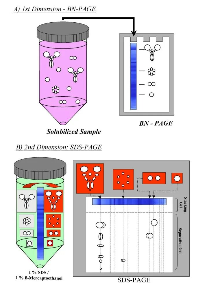 SDS Page. Electrophoretic primer инструкция. SDS Page Results. Electrophoretic coating lines.