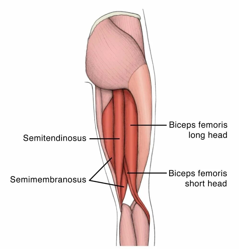 Сухожилие бедро задняя. Хамстринг анатомия. Полусухожильная и полуперепончатая. Musculus biceps femoris. Полуперепончатая мышца (m. semimembranosus.