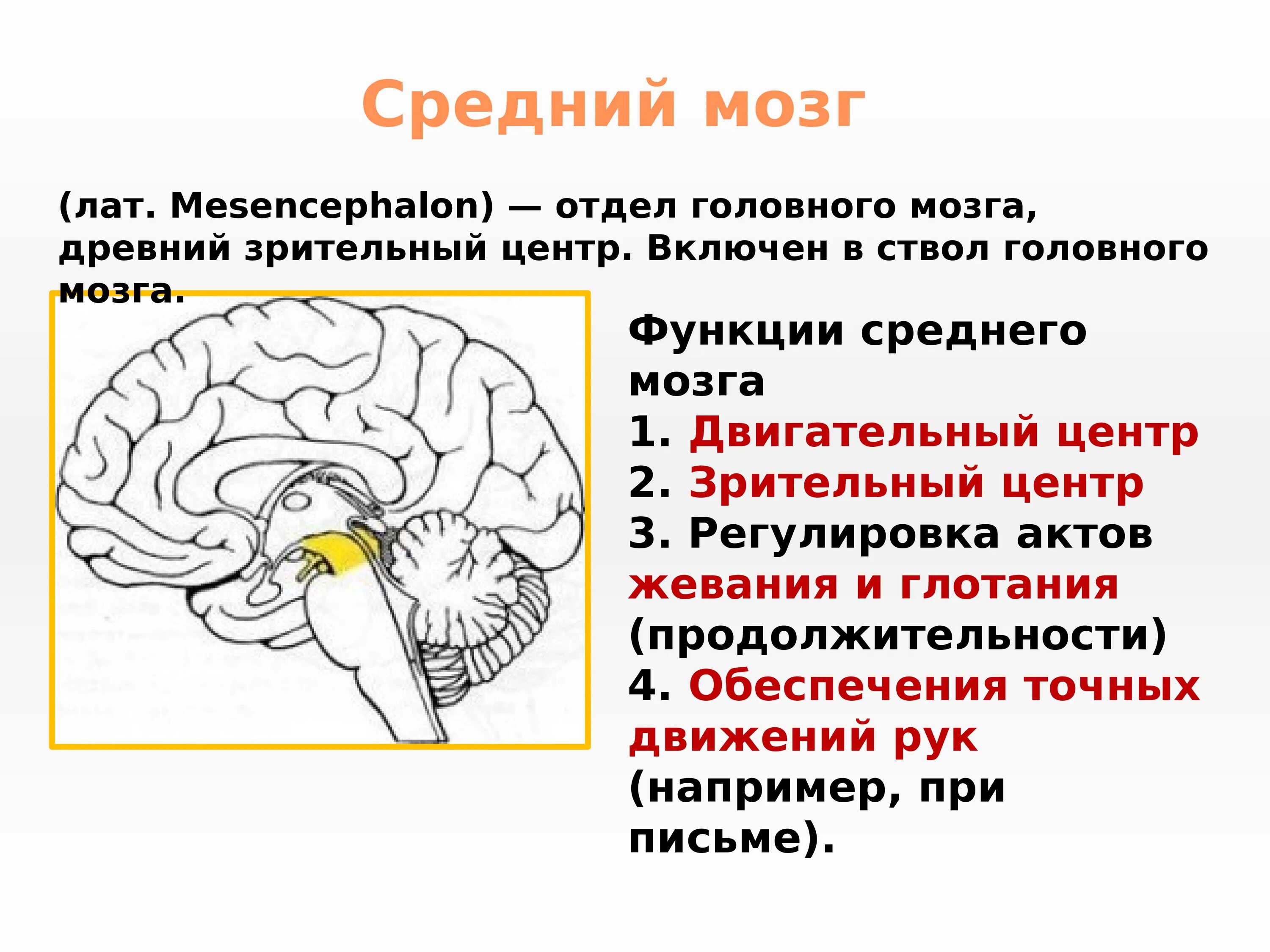 Строение среднего мозга 8 класс. Основные центры среднего мозга. Строение и функции среднего мозга. Средний мозг строение структура функции. Функции нервных центров среднего мозга.