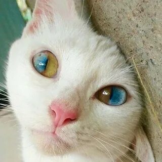 Животные с разными глазами