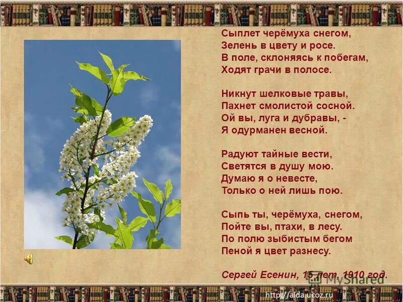 Стихотворение сыплет черемуха снегом есенин. Стихотворение сыплет черемуха снегом есенин. Сыплет черемуха снегом урок 5 класс. Сыплет черемуха снегом урок 5 класс. Сыплет черемуха снегом урок 5 класс.