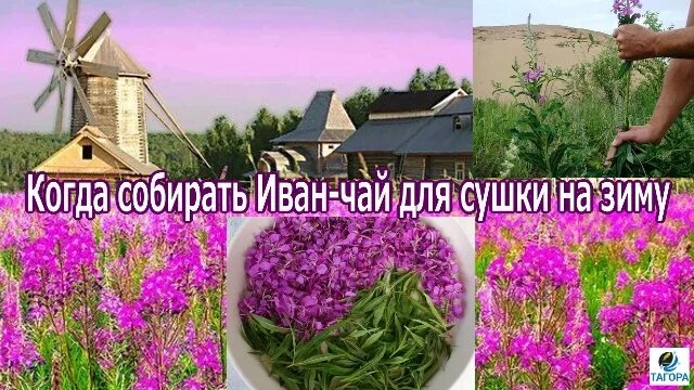 Когда собирают иван чай фото Ivan-tea is a Russian drink Tea, as a drink of China, has a thousand-year histor