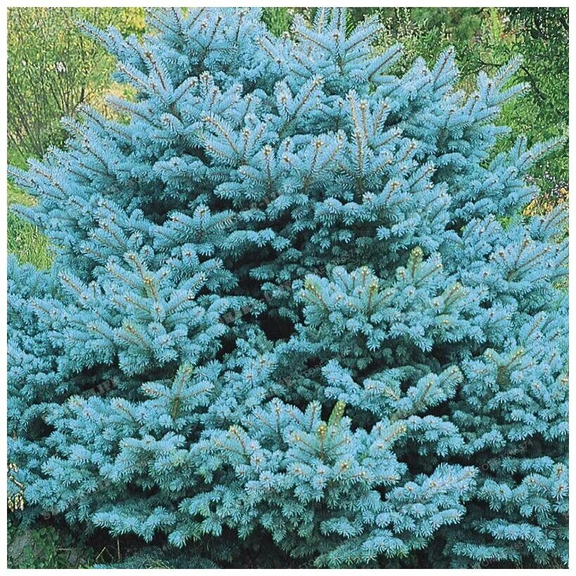 Голубые хвойные. Ель Глаука Глобоза. Picea pungens Colorado Blue. Ель Мейера (Picea meyeri). Ель Блю Скай.