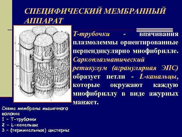 Мембрана мышечного волокна. Специфический мембранный аппарат мышечного волокна. Саркоплазматический ретикулум и т трубочки. Функция л трубочек мышечного волокна. Функция т трубочек в мышечном волокне.