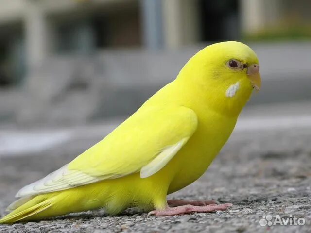 GREEN PARROT, GREEN PARROT Parrot, Green, Hello green