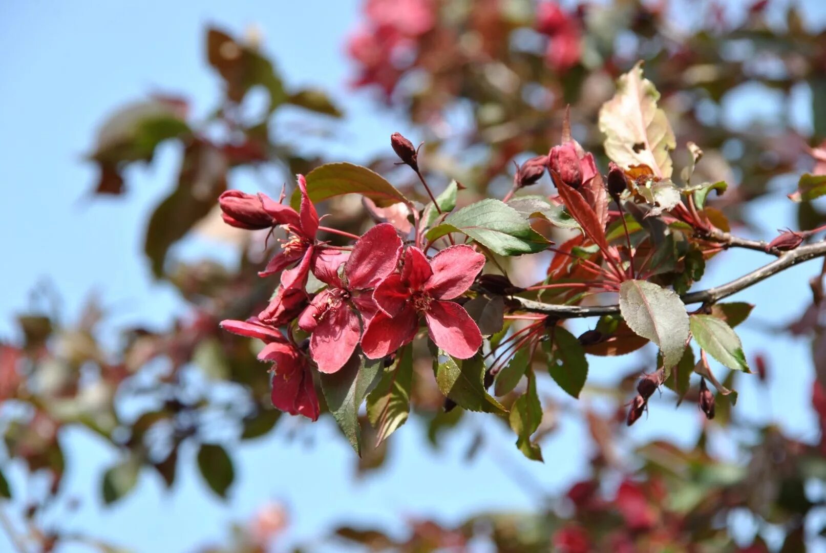 Фото декоративной яблони. Яблоня малус роялти. Яблоня "роялти" - Malus "Royalty". Яблоня пурпурная роялти. Яблоня гибридная - Malus 'Royalty'.