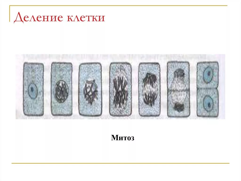 Какая наука изучает деление клеток. Процесс деления клетки 6 класс биология. Деление клетки 6 класс биология рисунок. Деление клетки биология рисунок. Деление клетки 5 класс биология.