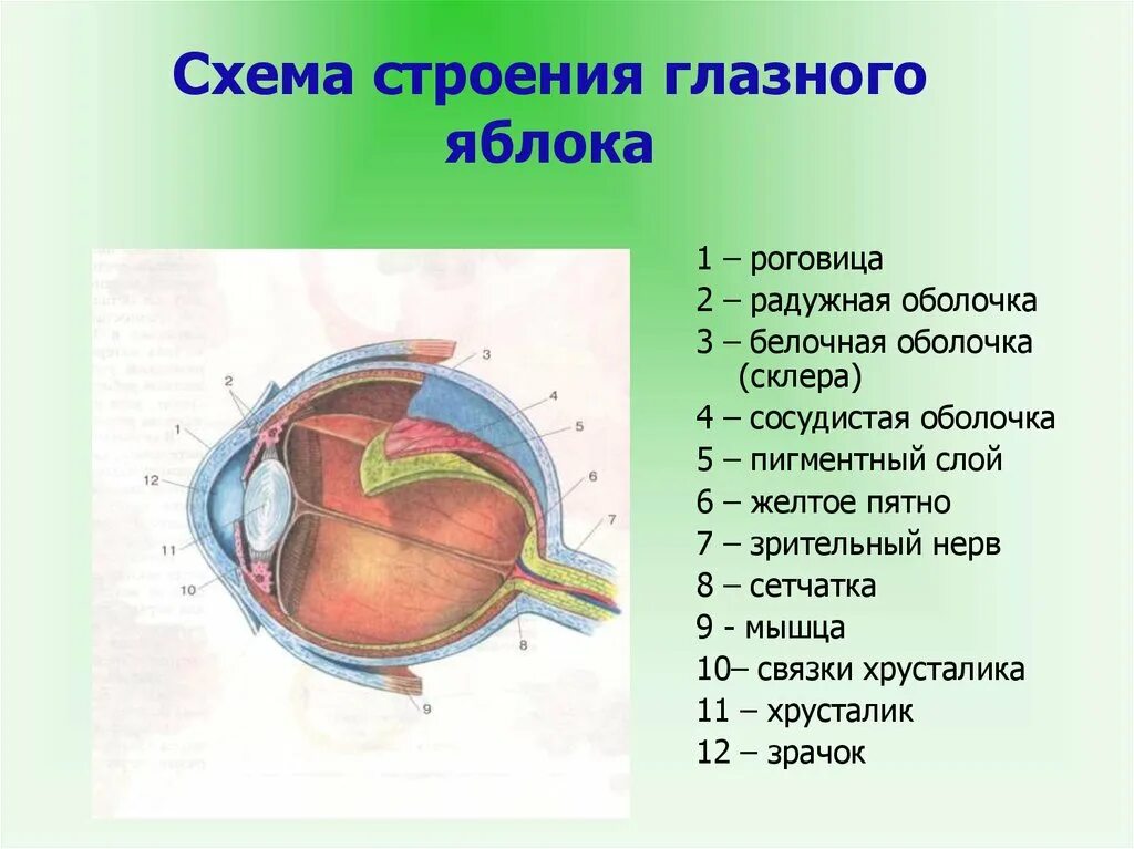 Строение яблока глаза