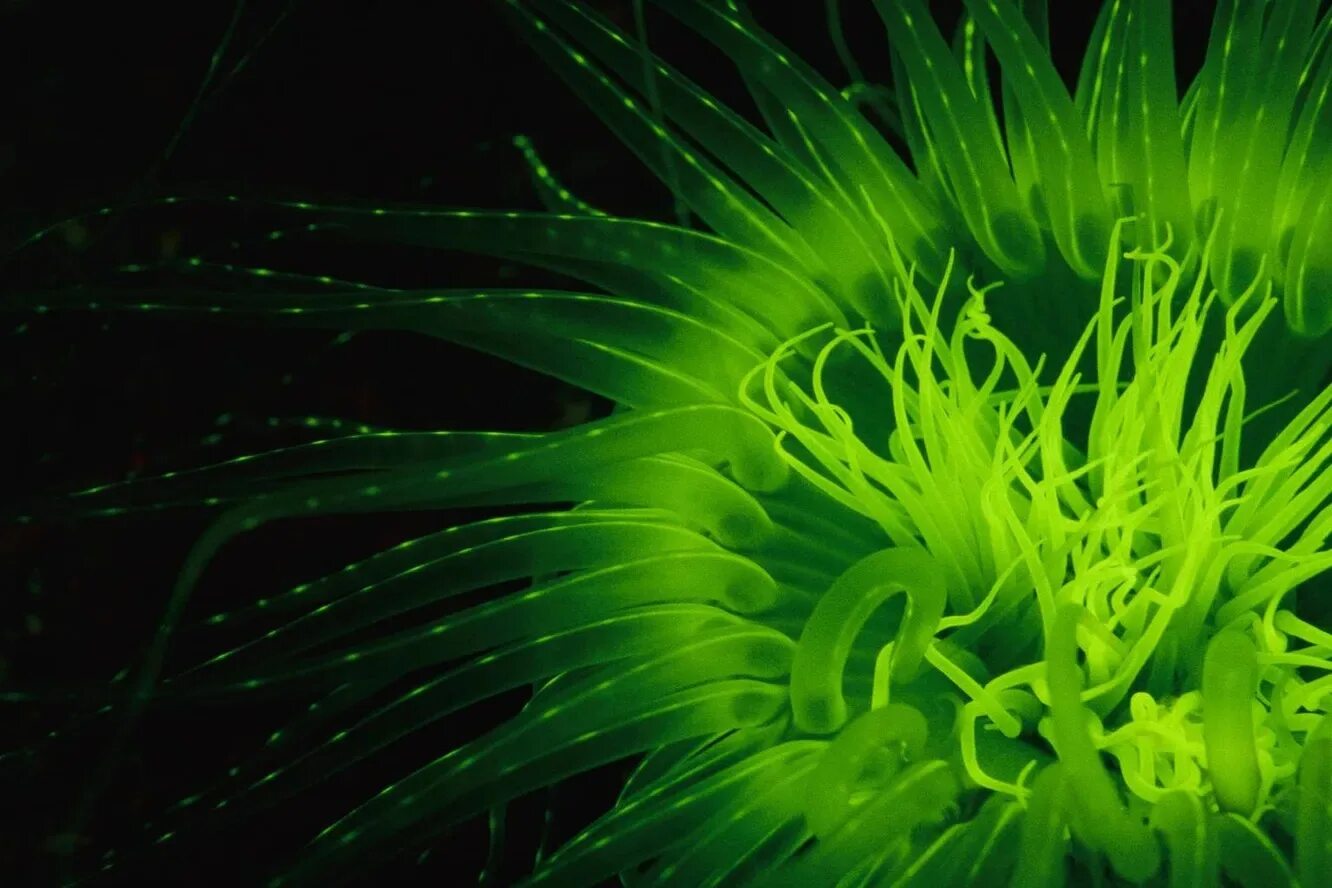 Водоросли и свет. Кораллы биолюминесценция. Биолюминесценция водорослей. Секреторная биолюминесценция. Биолюминесцентная медуза.