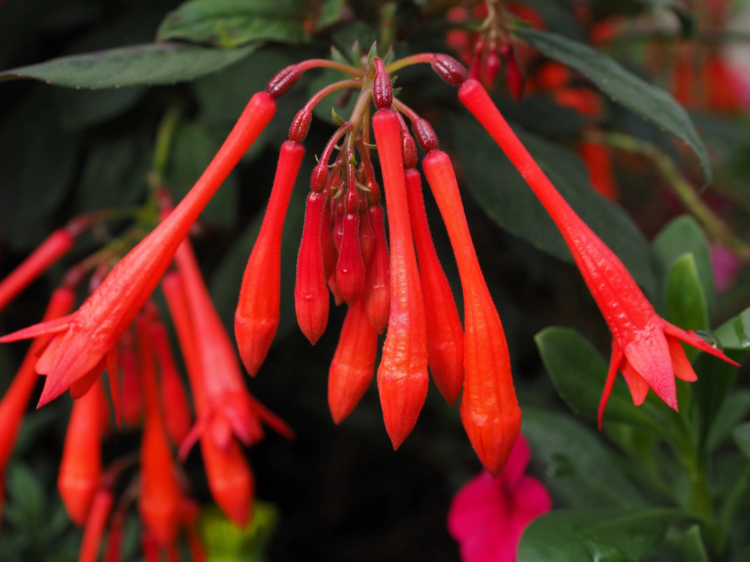 Фуксия triphylla. Фуксия трехлистная Fuchsia triphylla. Фуксия трифилла коралле. Фуксия кустовая трифилла коралл.