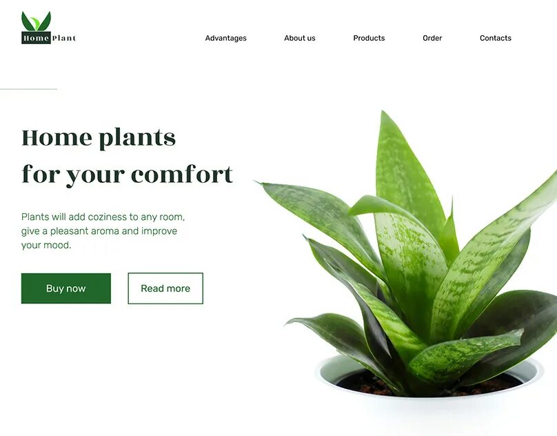 Sansevieria trifasciata. Растения в стиле флэт. Росток дерева. Plant wide. Рассада панорама.