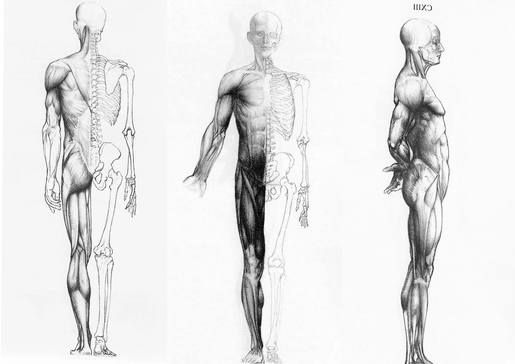 Туловище человека. Мужчина сбоку анатомия. Зарисовки тела человека. Анатомические фигуры для рисования. Человек в полный рост анатомия.