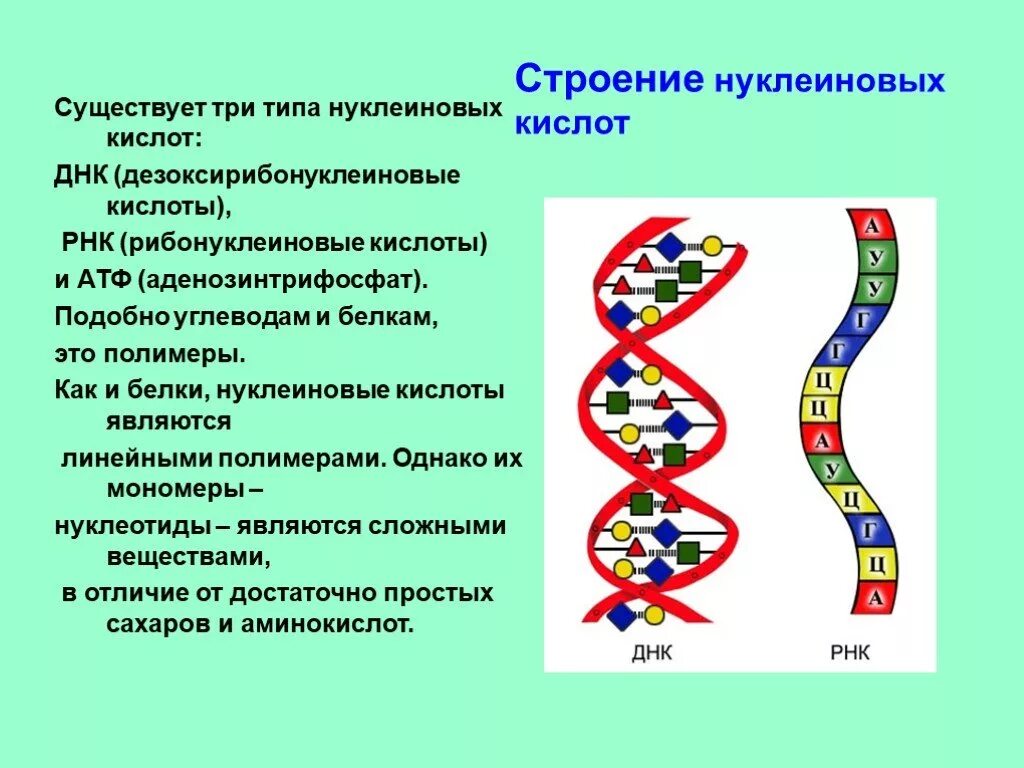 Определенных нуклеиновых кислот в днк