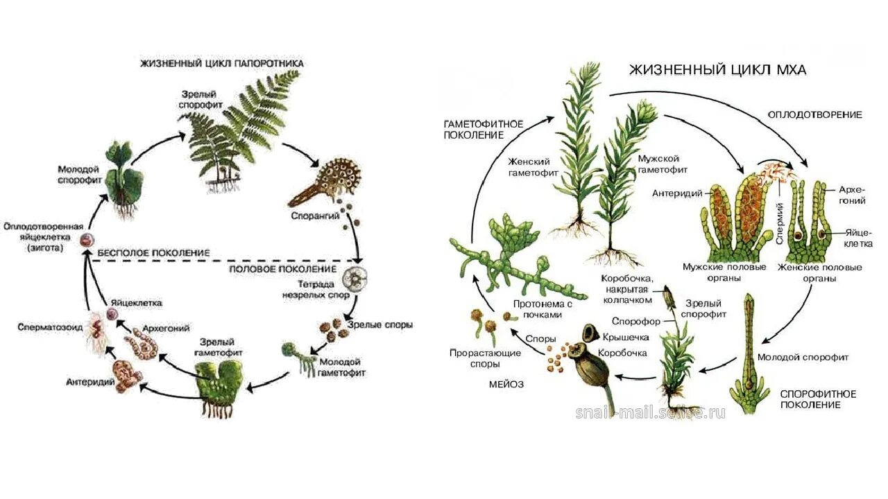 Жизненные циклы высших споровых. Жизненный цикл моховидных ЕГЭ. Жизненный цикл мхов ЕГЭ схема. Жизненный цикл моховидных ЕГЭ биология. Жизненные циклы мха Кукушкин лен и папоротника.