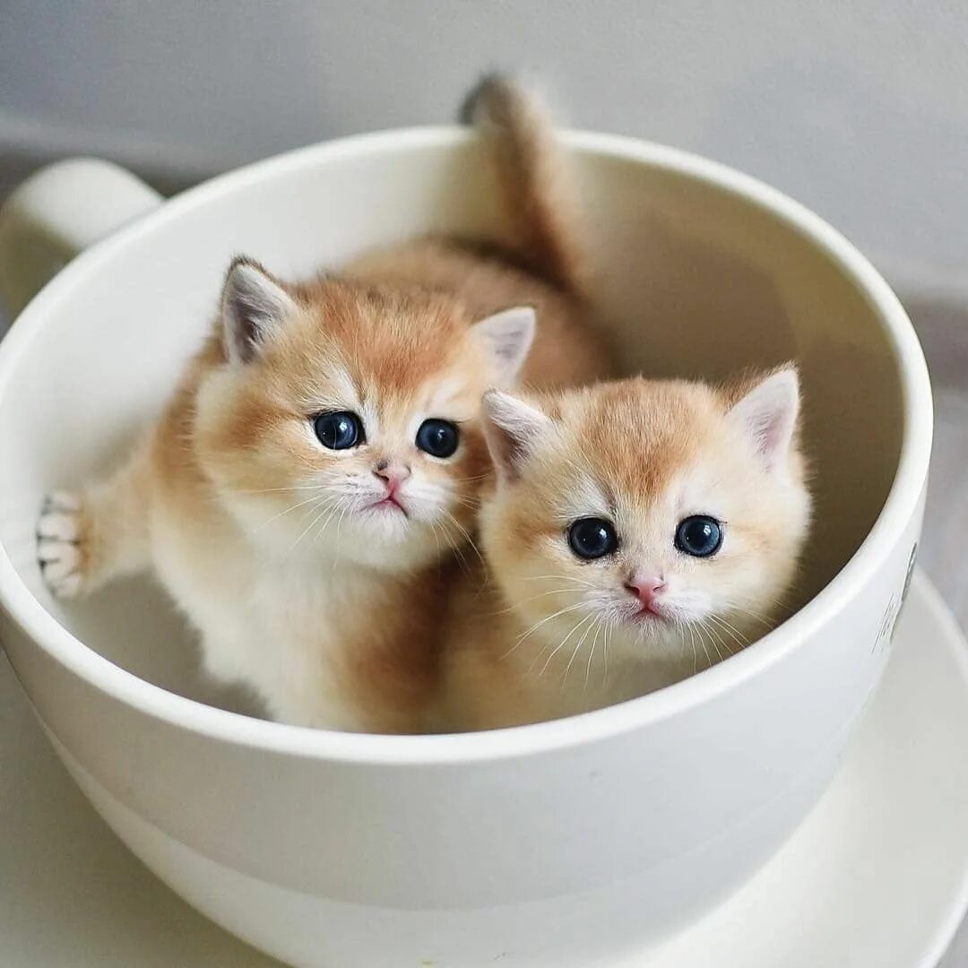 Покажи милые. Милые котики. Милые кошечки. Милый котенок. Кошки маленькие.