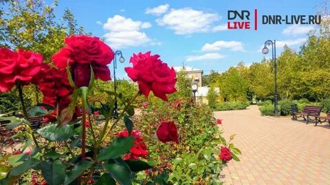 Rose город