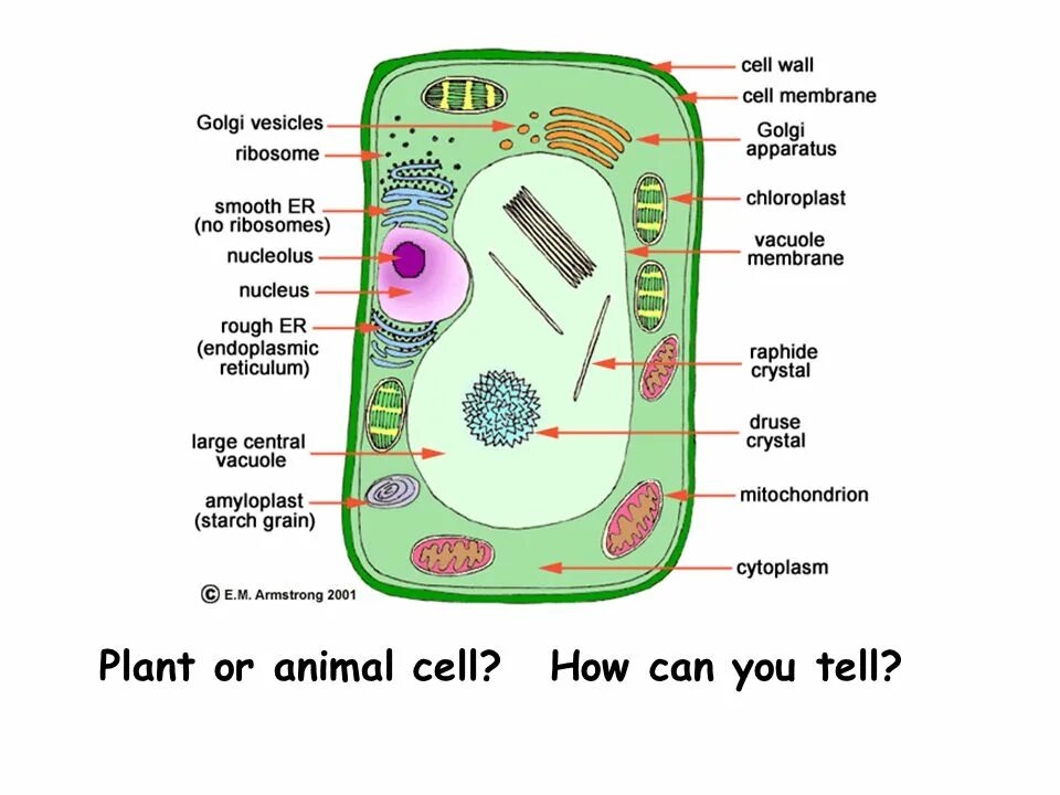 клетка растений тест 6 класс. клетка растений тест 6 класс.