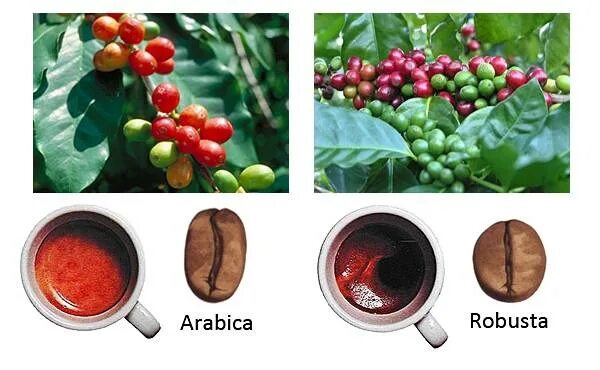 Кофе робуста отличается. Кофейные деревья Арабика и Робуста. Сорта кофе Арабика и Робуста. Сорта кофе Арабика Робуста Либерика. Зерна Арабика и Робуста различие.