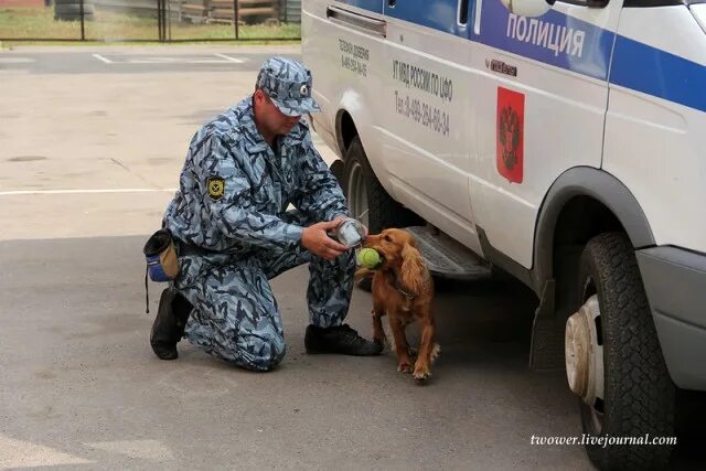 Кинолог в полиции зарплата. Кинологическая служба машина. кинологическая служба мвд. автомобиль кинологической службы фсб. машина кинологической службы фсин.