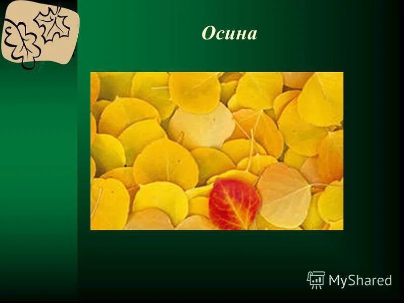 деревья кустарники травы. презентация на тему осень. деревья и кустарники осенью 2 класс окружающий. деревья и кустарники осенью 2 класс презентация. деревья и кустарники осенью 2 класс презентация.