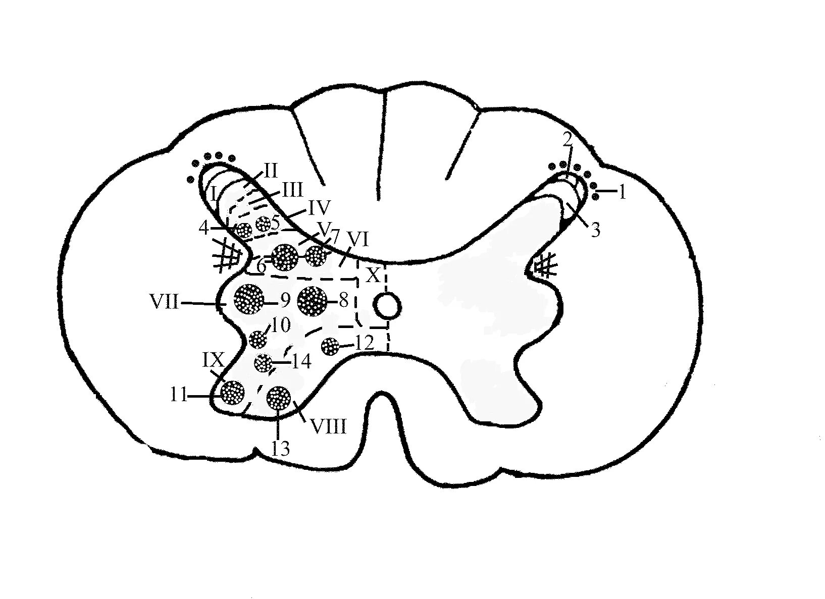 Центральное ядро спинного мозга. Пластины Рекседа и ядра спинного мозга. Топография ядер спинного мозга. Ядра серого вещества спинного мозга схема. Серое вещество спинного мозга пластинки ядра.