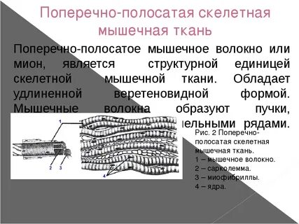 Строение поперечно