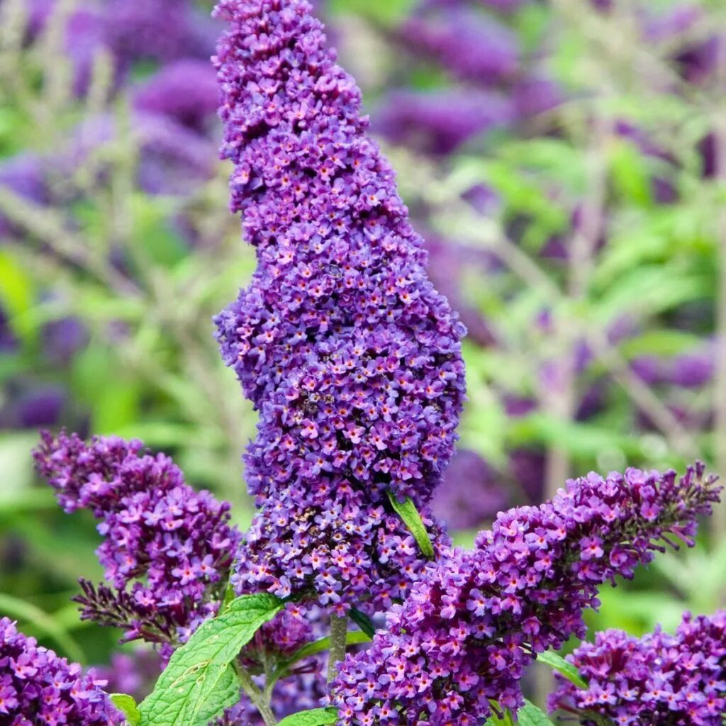 Цветок буддлея. Буддлея Давида Buddleja davidii. Буддлея Давида Баттерфляй Тауэр. Буддлея Пурпл. Буддлея Давида Эмпайр Блю.