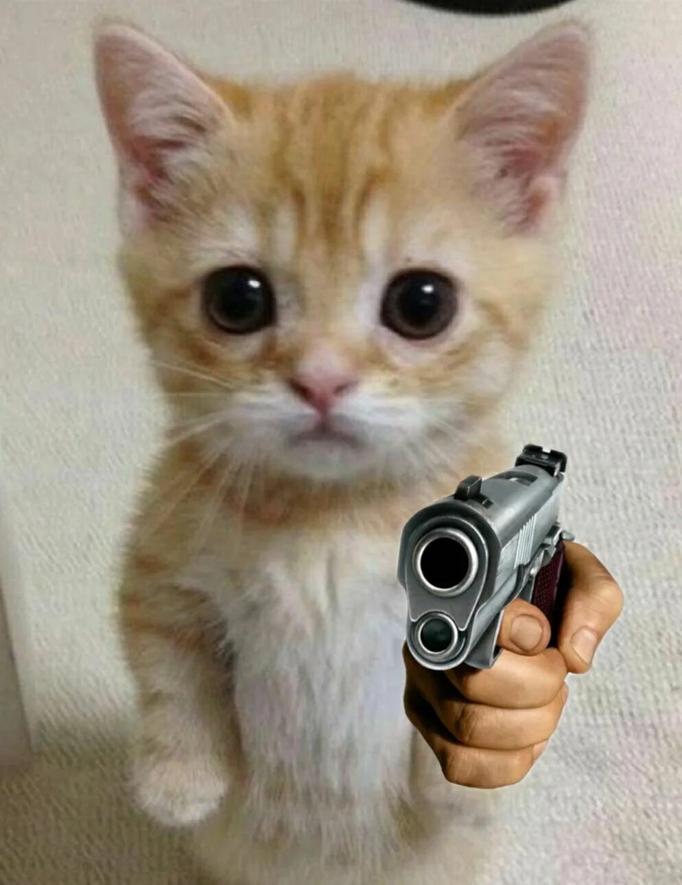 Мемы с котиками. Шотландская вислоухая на задних лапах. Милый кот стоит. Скоттиш фолд манчкин. Кротик на задних лапках.