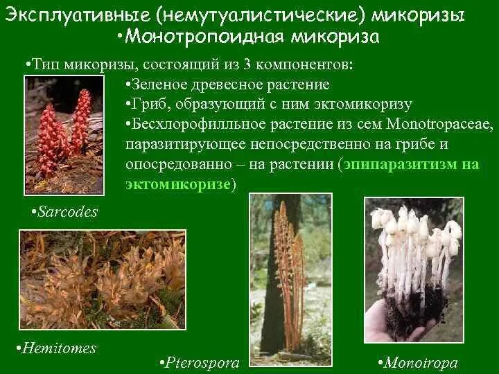 Грибы образующие микоризу с корнями. Монотропоидная микориза. Микоризы с древесными растениями. Грибы образуют микоризу. Микоризу с древесными растениями образуют.