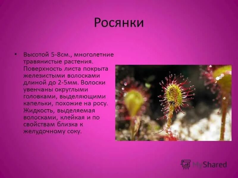 Доклад о растениях. Бывают ли растения хищниками. Доклад по биологии про растение. Ловушка венериной мухоловки. Доклад на тему хищные растения.