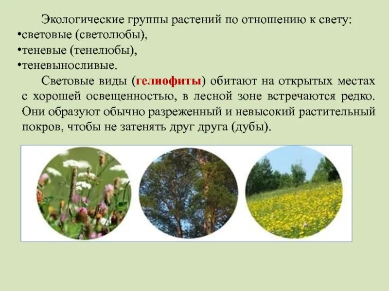 Экологические группы. Экологические группы растений гелиофиты. Экологические группы растений по свету. Экологические группы растений по отношению к свету. Растения по отношению к освещенности.