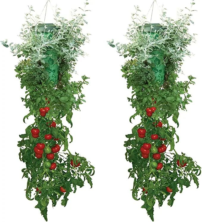 Topsy turvy. Topsy Turvy Tomato Planter. Плантатор томат. Помидоры вверх корнями. Топси торви для выращивания помидор.