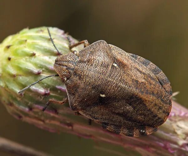 Черепашка черепаховидная клоп. Вредная черепашка – Eurygaster integriceps. Клоп черепашка отряд. Хлебные клопы Черепашки.