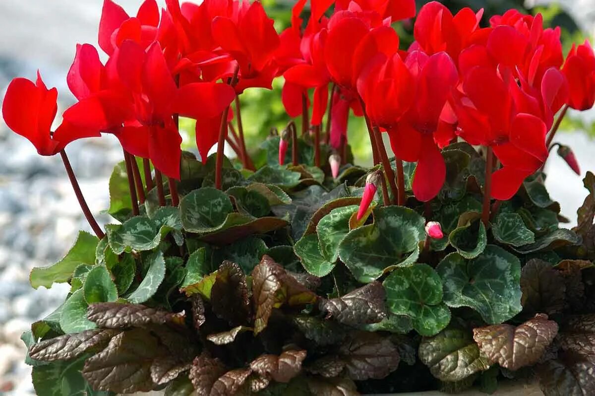 Cyclamen ALPINUM - Цикламен Альпийский, 2 семени - Купить семена Суккулентов, Ка