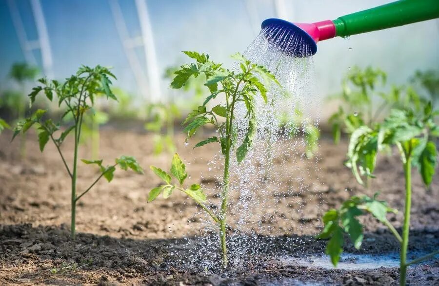 Рост полив. Полив рассады пульверизатором. Вода и растения. Вода и растения. Красивый росток.
