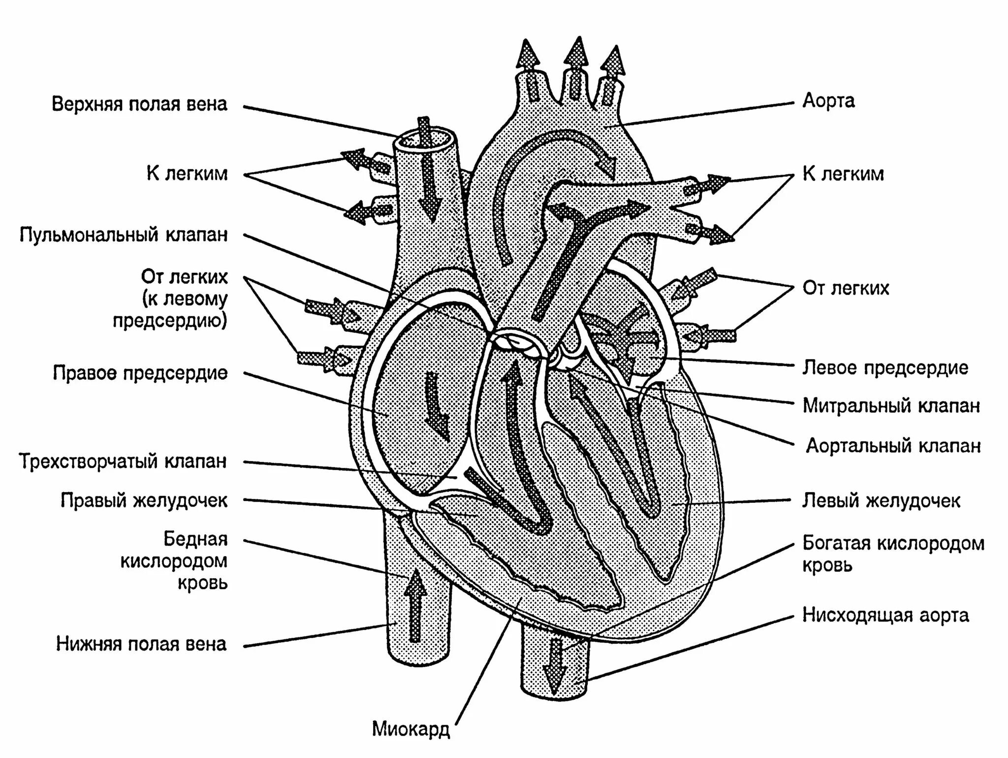 На рисунке изображено строение сердца. Верхняя полая Вена анатомия сердца. Строение сердца человека рисунок. Нижняя полая Вена анатомия сердца. Добавочная левая верхняя полая Вена.